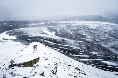 黑色和白色的狗站在雪帽山
